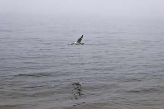 Seagulls in a fog early in the morning