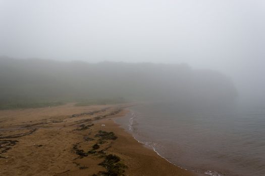 The foggy seashore with the rock and trees