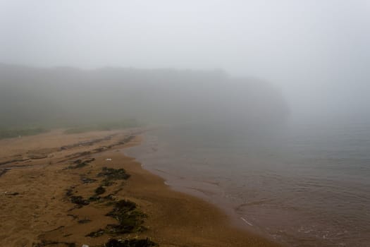 The foggy seashore with the rock and trees