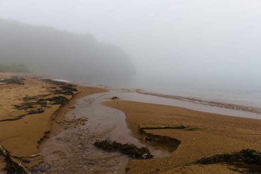 The foggy seashore with the rock and trees