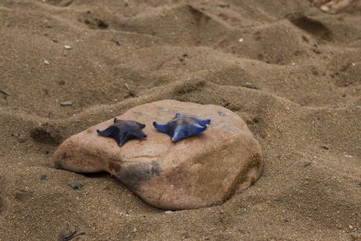 Starfishes on a stone and sand on the seashore