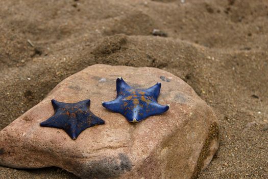 Starfishes on a stone and sand on the seashore