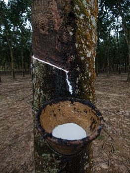 Rubber tree with latex dropping into a collecting cup in Malaysia