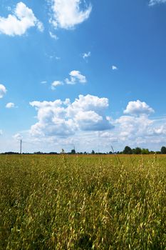 Grain field, sky and distant trees.