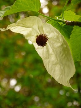 White flower (bract) of the Dove Tree (Davidia involucrata). Also known as Pocket Handkerchief Tree or Ghost Tree.