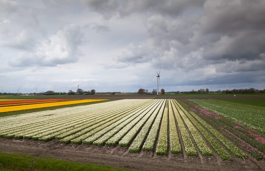 colorful tulip fields over clouded sky and row of windmills