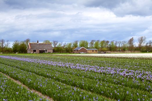 Dutch farm with fields of blue hyacinth