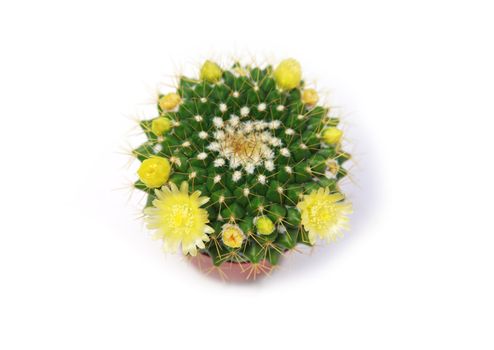 cactus flowering with yellow flowers over white background
