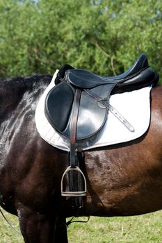 A saddle saddled on the back of a sport horse.