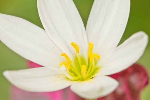 An extreme closeup shot of a beautiful white flower with yellow pollen