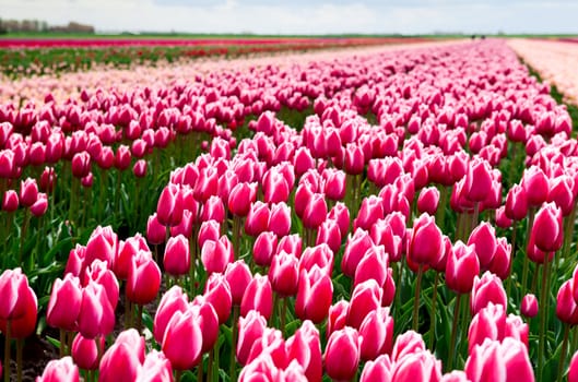 red and white tulips on the field close up