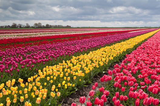 huge colorful field with rows of many tulips in Netherlands