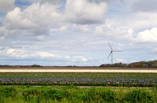 fields with colorful flowers and windwill