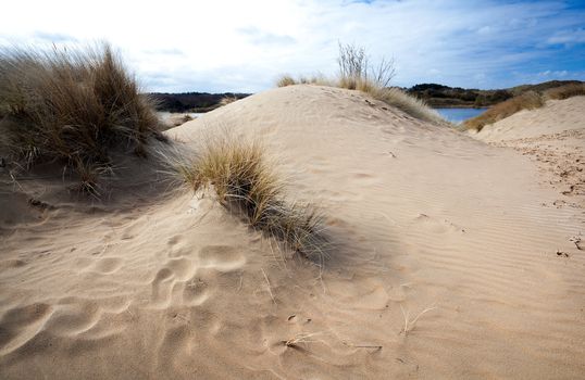 sand dunes in region close to Haarlem in Netherlands