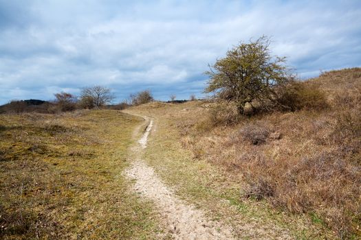 gloomy landscape with narrow path and tree under dark sky