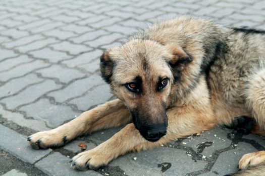 homeless dog on the street