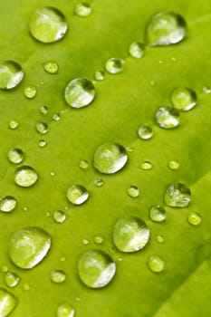 Macro light green hosta leaf in spring with big raindrops