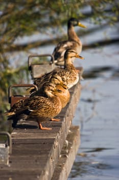 Landing-stage with four wild ducks on sunny summer morning