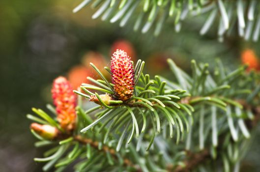 Flowers in spring on christmas tree, Spruce or Picea abies