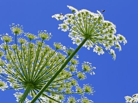 Giant inflorescences of Hogweed plant against blue sky. Latin name: heracleum sphondyl