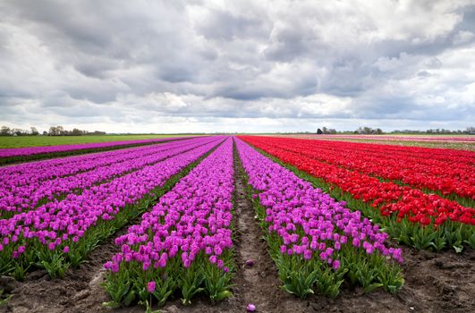 huge fields with purple and red tulips under clouded sky in Netherlands