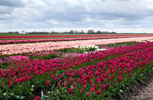 rows of tulip fields in Schagen in Netherlands