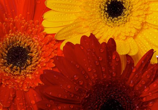 Background of Red, Orange and Yellow gerbera flowers with water droplets closeup