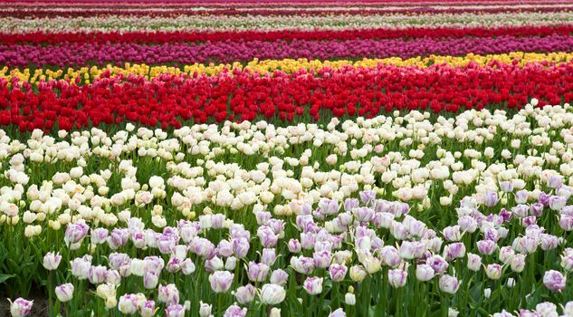 stripes of Dutch fields with many colorful tulips