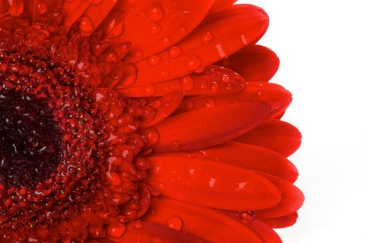 Red gerbera flower with water droplets closeup on white background