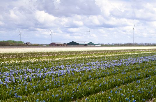 big field of blue and white hyacinth in North Holland