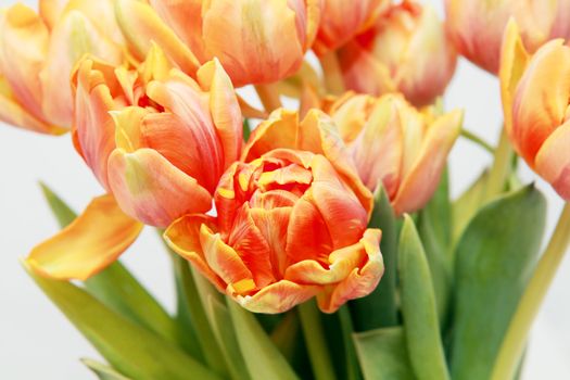 few orange tulips on white background