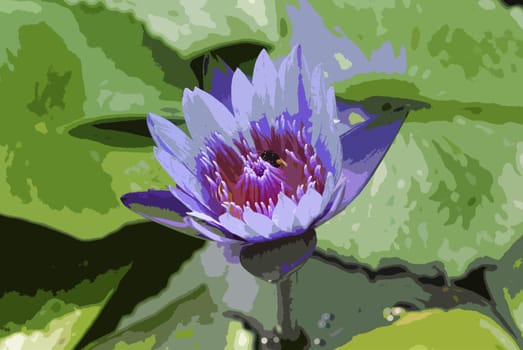 violet water lily with lotus leaf on pond