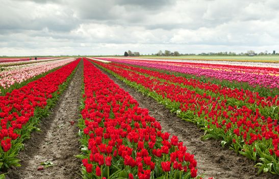 colorful tulip fields in spring in Dutch town Schagen