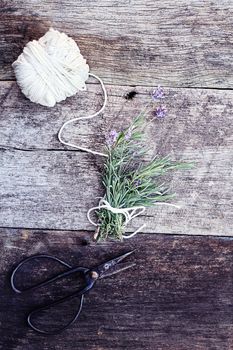 Fresh cut Lavendar tied together in a bundle with antique scissors. 
