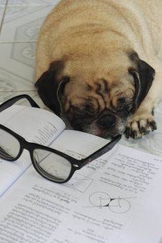 Dog Fell Asleep while doing her homework