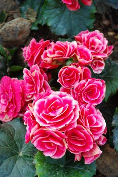 Pink flower in the garden, Thailand