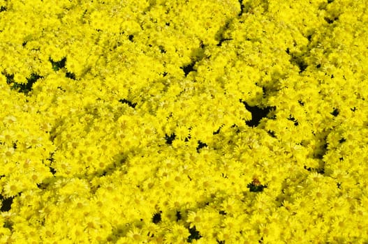 Yellow flower, Dendranthemum grandifflora