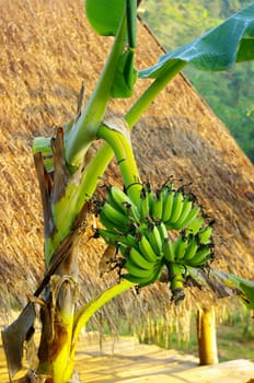 Banana tree in farm with hut background