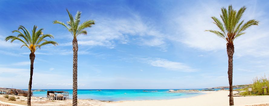 Els Pujols formentera beach with turquoise water and palm trees in balearic islands