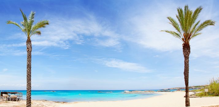 Els Pujols formentera beach with turquoise water and palm trees in balearic islands