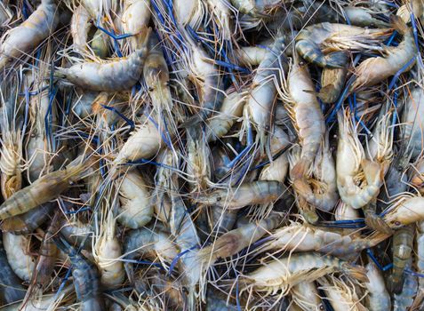 Fresh prawn on the market in Thailand .