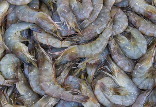 Fresh Shrimp on the market in Thailand .