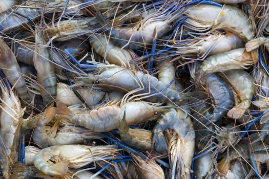 Fresh prawn on the market in Thailand .