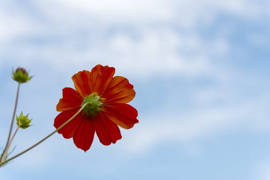 Orange Cosmos  flower family fompositae on blue sky background