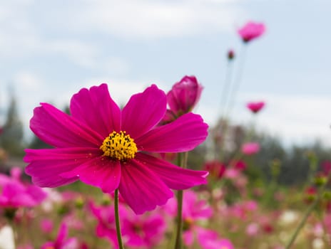 Pink Cosmos  flower family fompositae in garden
