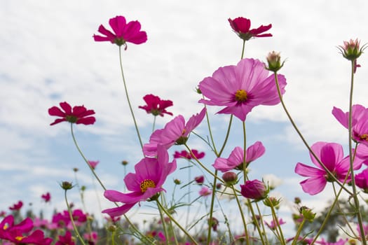 Pink Cosmos  flower family fompositae in garden