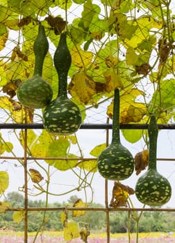 Squash growing on the vine in vegetable garden