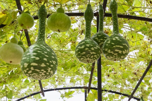 Squash growing on the vine in vegetable garden