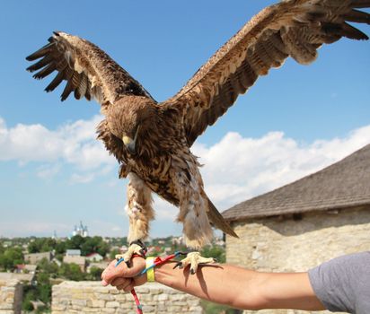 Hunting eagle on arm before flight with wings spread