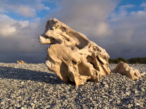 Naturally sculpted waterworn wood on pebble beach in dramatic evening light